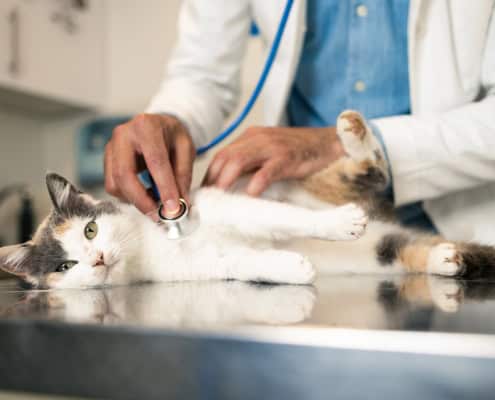 Veterinarian examines the pet